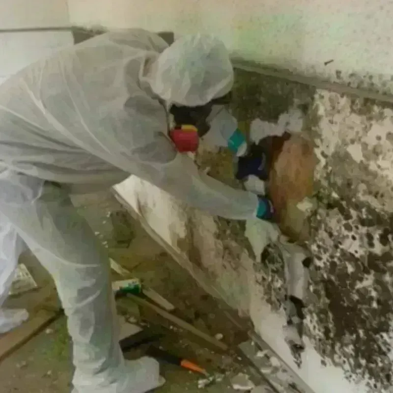 Mold Remediation and Removal in Marbury, AL